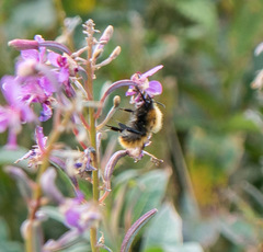 Bombus pascuorum