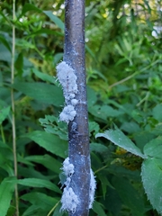 Prociphilus tessellatus