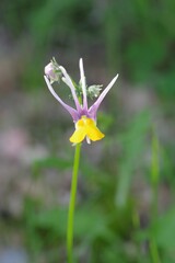 Nemesia cheiranthus