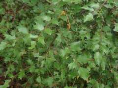 Berberis wilcoxii