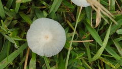 Leucocoprinus fragilissimus