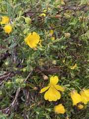 Hibbertia hypericoides