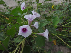 Ipomoea amnicola