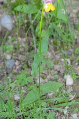 Nemesia cheiranthus