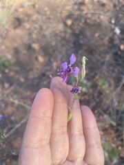 Clarkia unguiculata