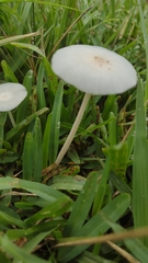 Leucocoprinus fragilissimus