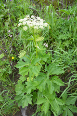 Peucedanum ostruthium