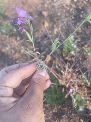 Clarkia unguiculata