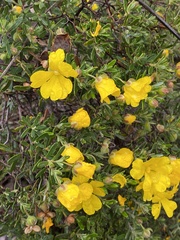 Hibbertia hypericoides