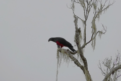 Psittrichas fulgidus