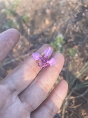 Clarkia unguiculata