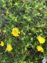 Hibbertia hypericoides