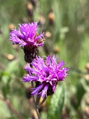 Vernonia noveboracensis