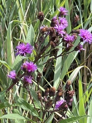 Vernonia noveboracensis