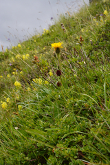 Hypochaeris uniflora
