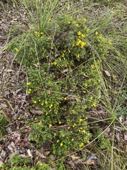 Hibbertia hypericoides