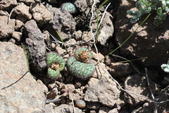 Massonia wittebergensis