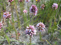 Andersonia caerulea