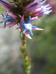 Andersonia caerulea