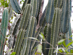 Cereus stenogonus