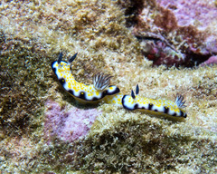 Hypselodoris imperialis
