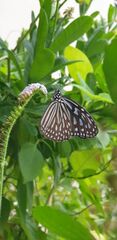 Ideopsis vulgaris macrina