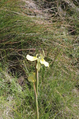 Moraea alticola