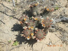 Mammillaria dioica dioica