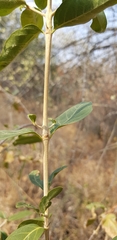 Coffeeae