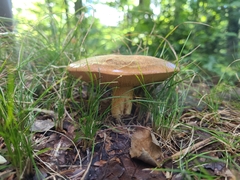 Tylopilus felleus