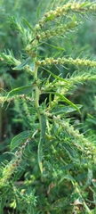 Bassia scoparia