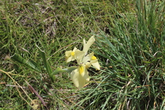 Moraea alticola