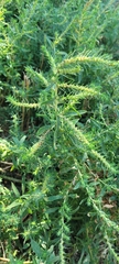 Bassia scoparia