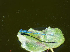 Erythromma lindenii