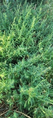 Bassia scoparia