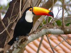 Ramphastos toco