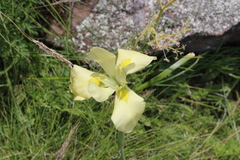 Moraea alticola