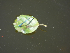 Erythromma lindenii