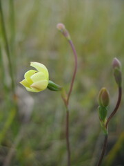 Thelymitra flexuosa