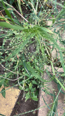 Panicum capillare