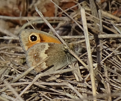 Coenonympha pamphilus