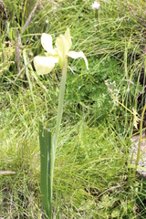 Moraea alticola