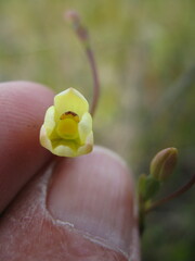 Thelymitra flexuosa