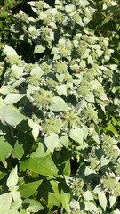Pycnanthemum muticum