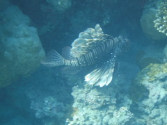 Pterois miles