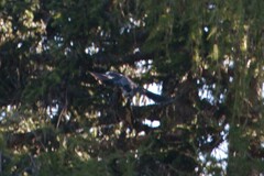 Nucifraga caryocatactes