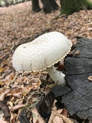 Neolentinus lepideus