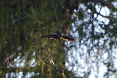 Nucifraga caryocatactes