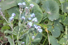Myosotis semiamplexicaulis