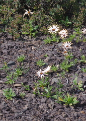Dimorphotheca
